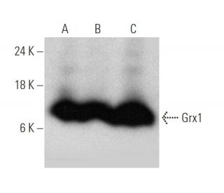 Grx1 Antibody (FL-106): sc-32943