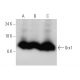 western blotting image from recommended Grx1 (3C11) monoclonal antibody replacement. Image 368185