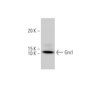 Grx1 Antibody (3C11) - Western Blotting - Image 347555Each CRISPR/Cas9 Knockout (KO) Plasmid product consists of a pool of 3 plasmids designed to ensure identification and cleavage of a specific gene for maximum knockout efficiency. Each plasmid encodes a unique 20 nt sequence derived from the GeCKO (v2) library.