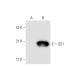 GS1 Antibody (A-7) - Western Blotting - Image 58034