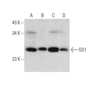 GS1 Antibody (A-7) - Western Blotting - Image 325111 