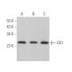 GS1 Antibody (A-7) - Western Blotting - Image 373023 
