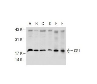 GS1 Antibody (B-4) - Western Blotting - Image 72540 