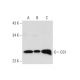 GS1 Antibody (D-6) - Western Blotting - Image 325113 