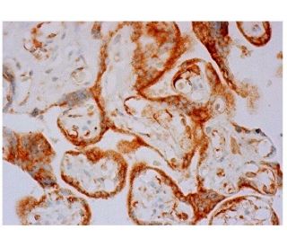 GS1 Antibody (D-7) - Immunohistochemistry - Image 285735 