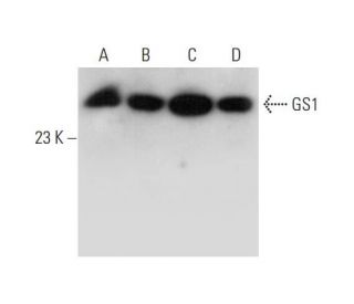 GS1 Antibody (E-3) - Western Blotting - Image 325110 