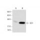 GS1 Antibody (G-10) - Western Blotting - Image 137930