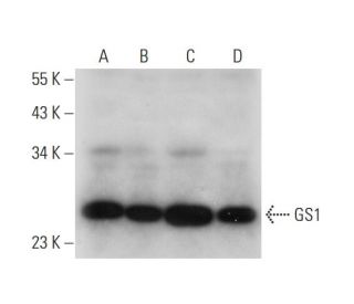 GS1 Antibody (G-10) - Western Blotting - Image 325112 