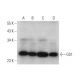 GS1 Antibody (G-10) - Western Blotting - Image 325112 