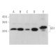 GS1 Antibody (G-10) - Western Blotting - Image 375054 