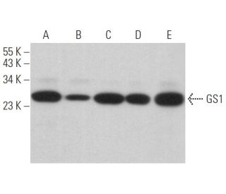 GS1 Antibody (H-2) - Western Blotting - Image 373073 