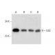 GS2 Antibody (D-1) - Western Blotting - Image 299307 