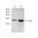 GS2 Antibody (D-1) - Western Blotting - Image 372406