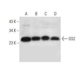 GS2 Antibody (E-8) - Western Blotting - Image 300125 