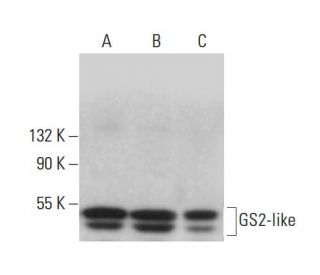GS2-like Antibody (G-1) - Western Blotting - Image 376254 