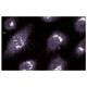 GS27 Antibody (25) - Immunofluorescence - Image 60606 