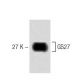 GS27 Antibody (25) - Western Blotting - Image 60305 
