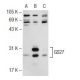 GS27 Antibody (25) - Western Blotting - Image 73065