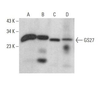 GS27 Antibody (F-6) - Western Blotting - Image 378549 