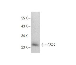 GS27 Antibody (GS27) - Western Blotting - Image 382076