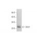 GS27 Antibody (GS27) - Western Blotting - Image 382076