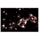 GS28 Antibody (1) - Immunofluorescence - Image 60607