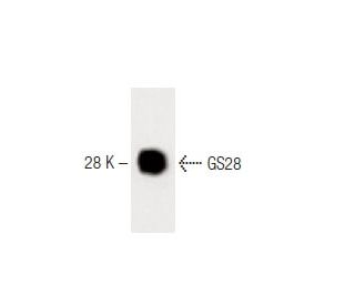 GS28 Antibody (1) - Western Blotting - Image 60306 