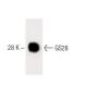 GS28 Antibody (1) - Western Blotting - Image 60306 