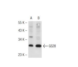 GS28 Antibody (E-7) - Western Blotting - Image 42518 
