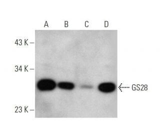 GS28 Antibody (F-11) - Western Blotting - Image 353429 