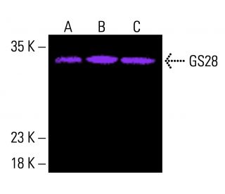 GS28 Antibody (F-11) - Western Blotting - Image 416636 