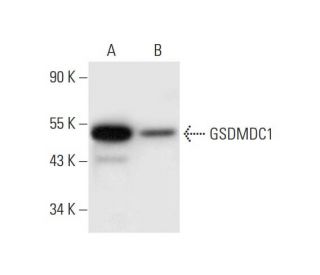 GSDMDC1 Antibody (A-7) - Western Blotting - Image 297049 