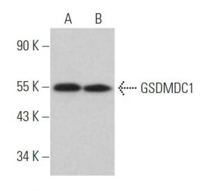 GSDMDC1 Antibody (A-7) - Western Blotting - Image 367665