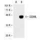 GSDML Antibody (3D8) - Western Blotting - Image 30697