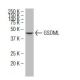 GSDML Antibody (3D8) - Western Blotting - Image 34598 