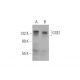 GSE1 Antibody (F-12) - Western Blotting - Image 333442
