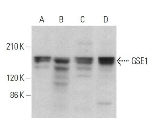 GSE1 Antibody (F-12) - Western Blotting - Image 369918 