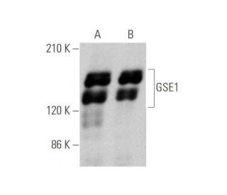GSE1 Antibody (G-6) - Western Blotting - Image 349041 