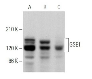 GSE1 Antibody (G-6) - Western Blotting - Image 369915