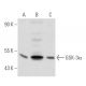 GSK-3α Antibody (10C1) - Western Blotting - Image 31741