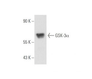 GSK-3&alpha; Antibody (9D5G1) - Western Blotting - Image 80894 