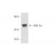 GSK-3α Antibody (9D5G1) - Western Blotting - Image 80894 