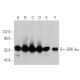 GSK-3α Antibody (9D5G1) - Western Blotting - Image 360076