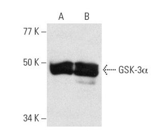 GSK-3&alpha; Antibody (H-12) - Western Blotting - Image 2084 