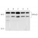 western blotting image from recommended GSK3 alpha/beta (0011-A) monoclonal antibody replacement. Image 281956