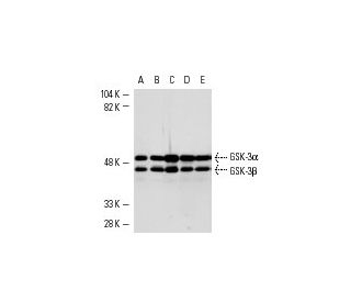 GSK3 alpha/beta Antibody (0011-A) | SCBT - Santa Cruz Biotechnology