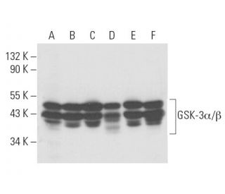 GSK3 alpha/beta Antibody (1H8) - Western Blotting - Image 15477 
