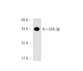 GSK-3&beta; Antibody (11B9) - Western Blotting - Image 54858 