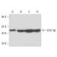 GSK-3β Antibody (1F7) - Western Blotting - Image 17442