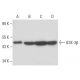 GSK3 beta Antibody (1F7) - Western Blotting - Image 17442